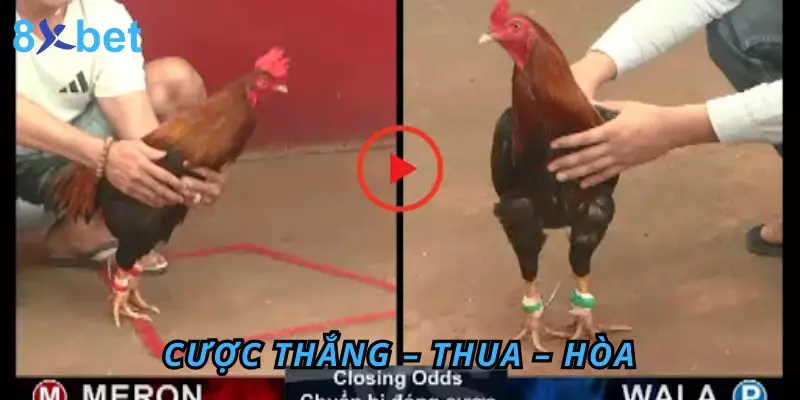 Đá Gà Thomo 8Xbet – Sân Chơi Đỉnh Cao Cho Anh Em Đam Mê Cược Thắng – Thua – Hòa